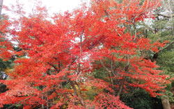 新宿門近くの紅葉　へ