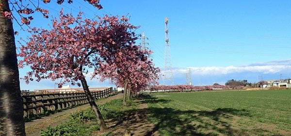 すみよし桜の里　へ