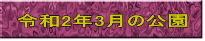 令和2年3月の公園