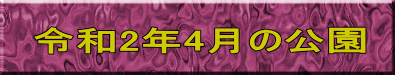 令和2年4月の公園