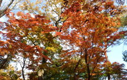 武田神社の紅葉　へ