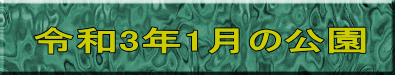 令和3年1月の公園