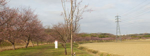 浅羽桜堤　へ