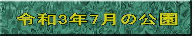 令和3年7月の公園