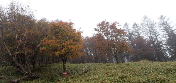 小金沢連嶺の紅葉　へ