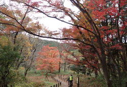 嵐山渓谷の紅葉　へ