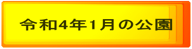 令和4年1月の公園